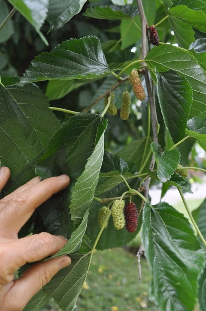 8032fd33022d0c9cf321f0c6fb211c2e