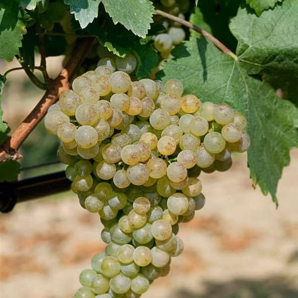 8081bf6cfb631f9d93658613d1468618