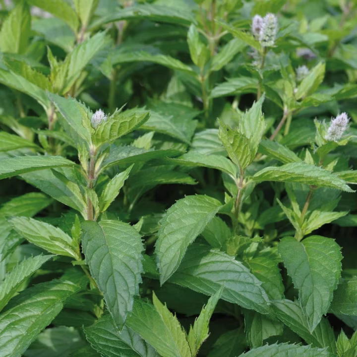 80b096bdf92da853ada3acf8c3379b9d