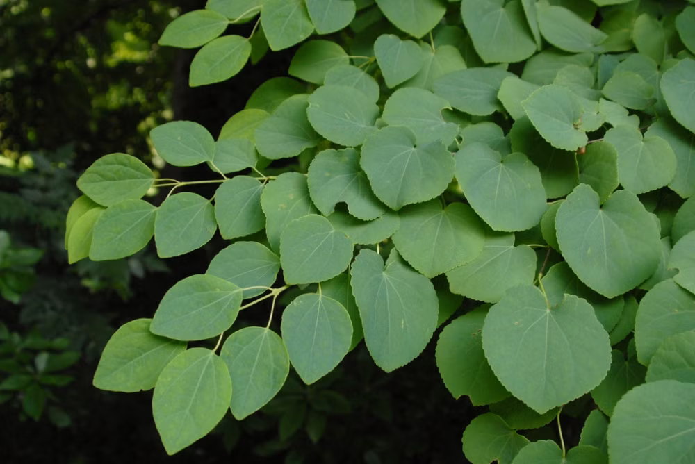 80bd6a7cbce36df54da1bf1be02db29f