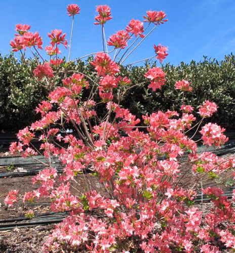 80ced95069710a56dc0cebcceb774b81