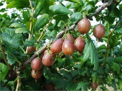 80d3ba14ab19184cd716aa2dd47d6406