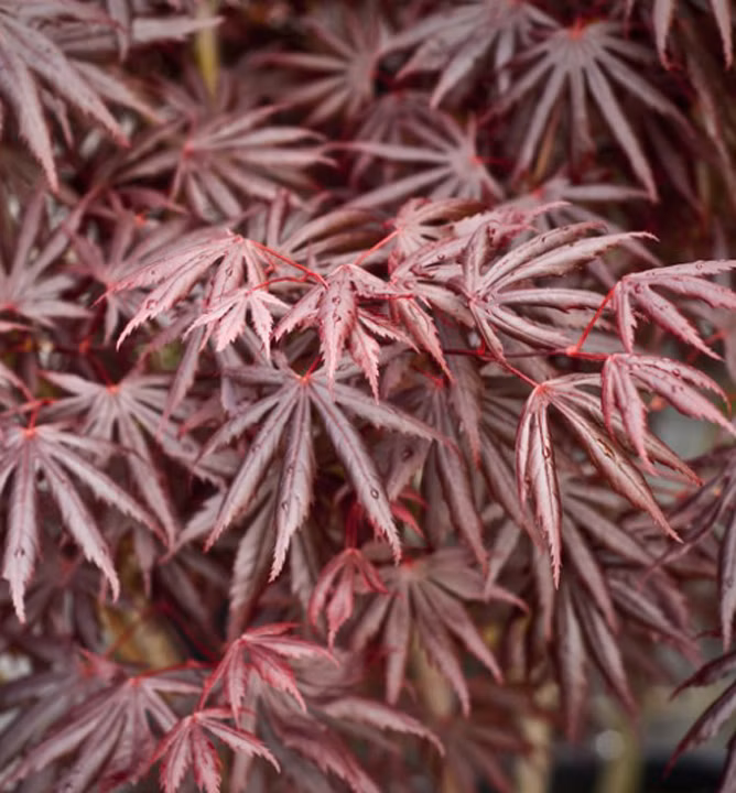 8117902c12ba522251e289c0d5fde331