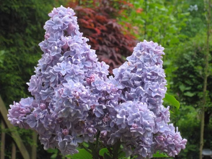 812a4292d9be0c47b2e42fc2b65bf503