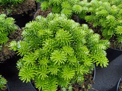 8144244e093e9915efc9a61b2cc20291