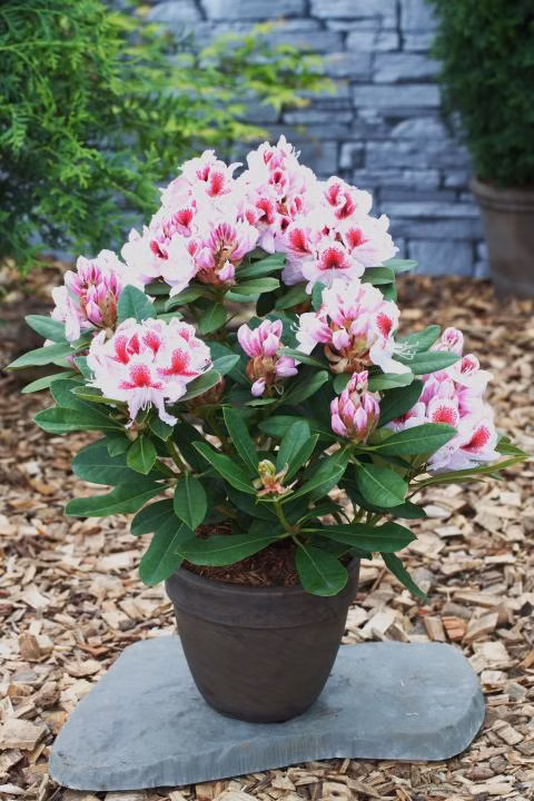 8144b5eecad8e720cbdde61cdcf3b613