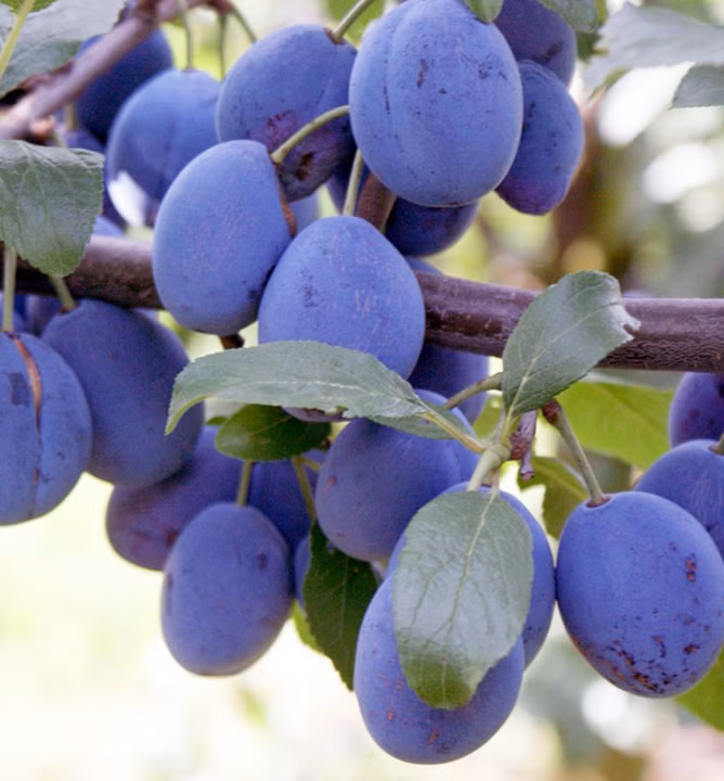 8179e010e8720c1ec670af4e41287576