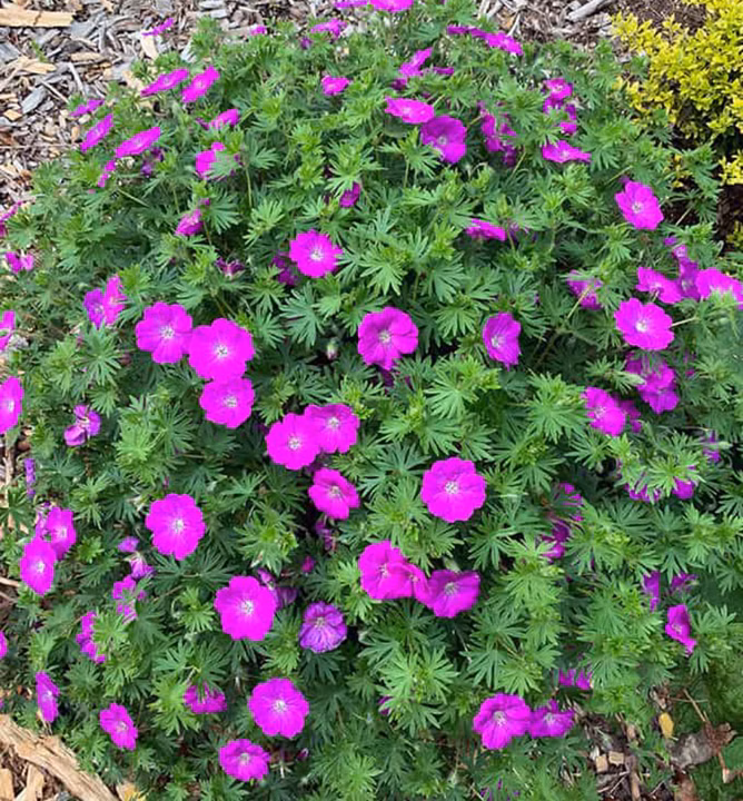 81e37a53ed65b9f9956b66640f9aff36