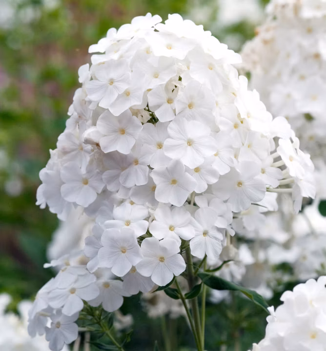 8223e6eec152364542932c599b4d67ca