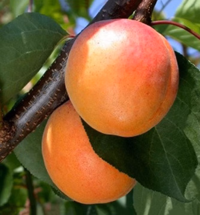 822fab331ef09d521eefe20789764730