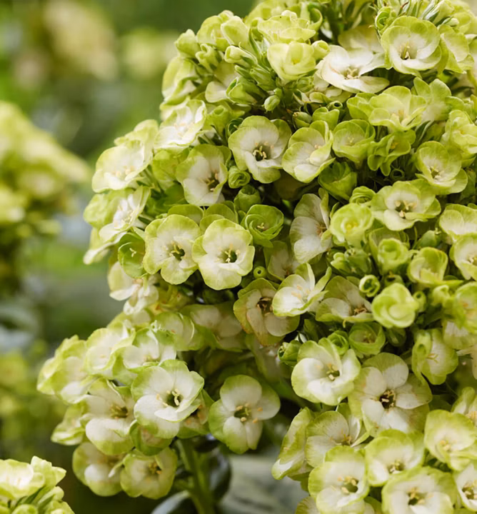 823489c2e6c313df149b0345bca52ebe