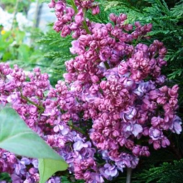 8242de3e8de2e05a82155f5cad682914