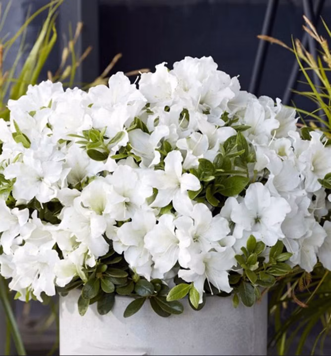 825ff3ac3cabb74a5c0f29d39a0987cf