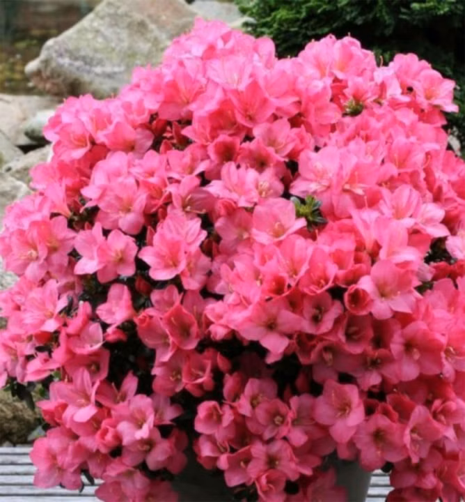 831c07e3228e8cb6cf1f6dedac2f9991