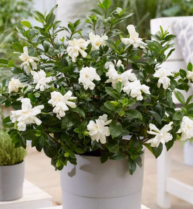 8321a81d51dbbc646f565240edd39964