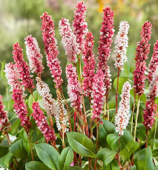 83242202b2761eba1286ad33b43c99c0