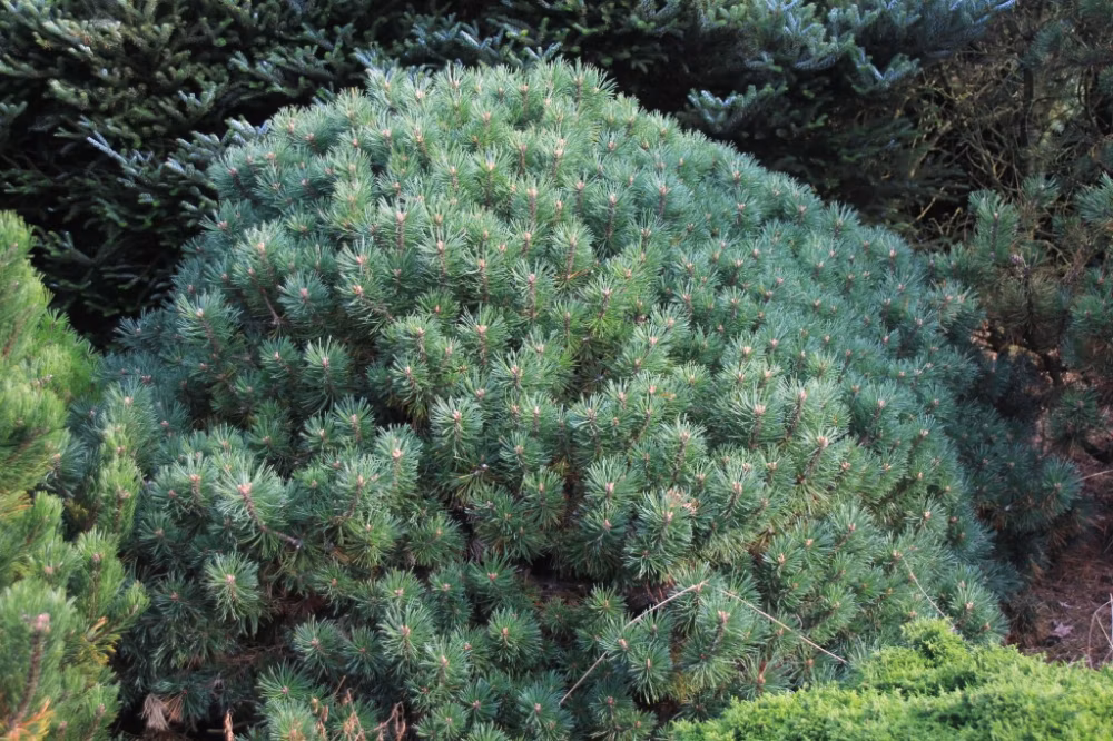 8350d32ab89ab5829172eb5dd7eebd04