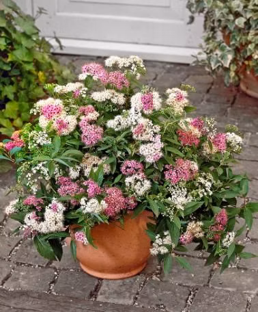 8399e90b71d677eef6c3858d709cfe4e