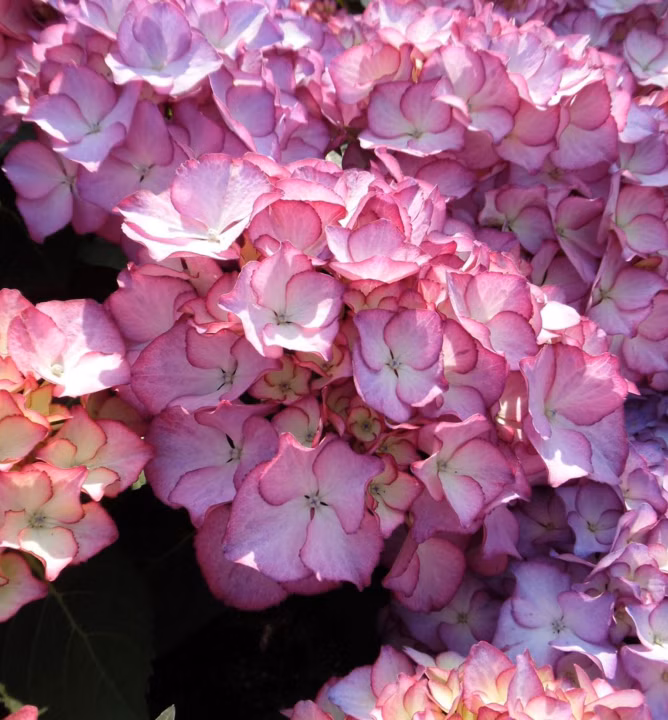 839fbfafc23025566a58b79332afef49