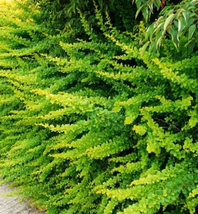 83ad116e96c1e0f7f616212c603f2b81