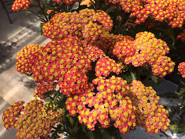 83c92d3bd0de75e680c6bbbe1a732694