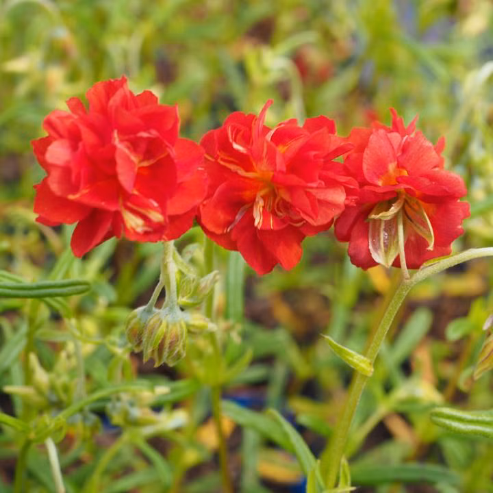 84440707e7ea1f9c988e787000021372