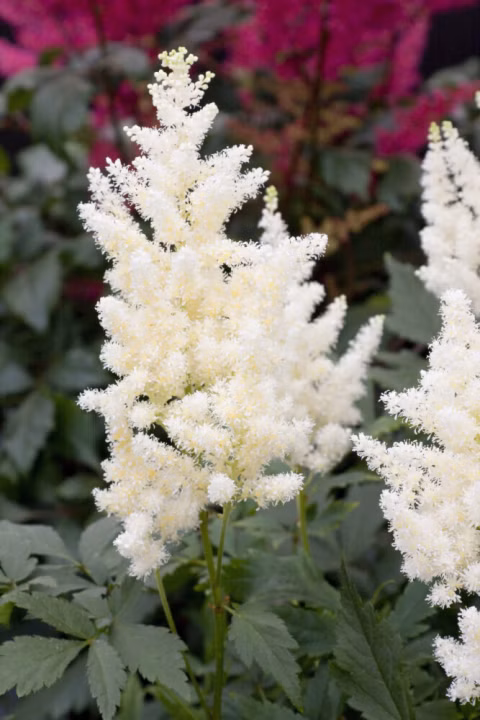 8515422471d67de15d017ed90b871573