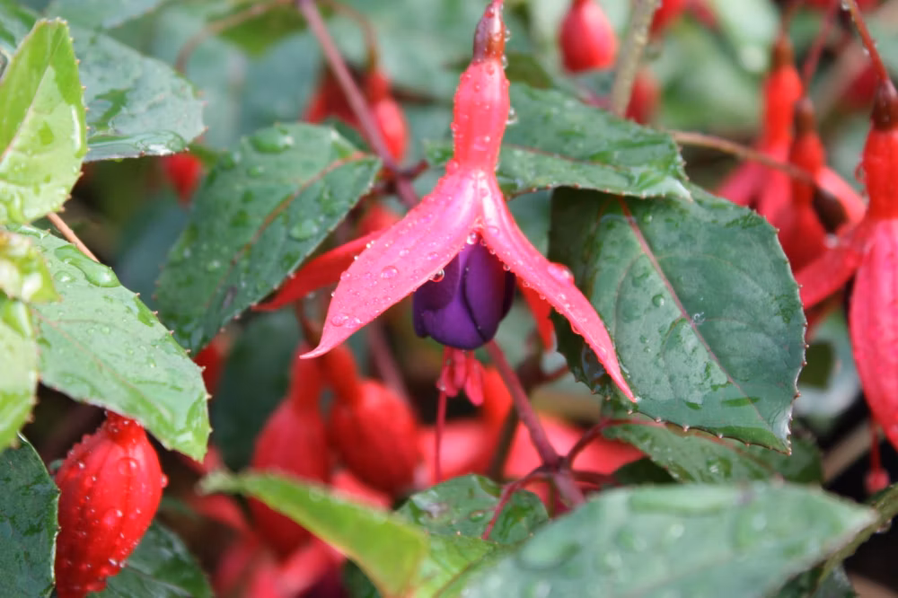 85355e22536c5c84d5ca4b37f9bd6796