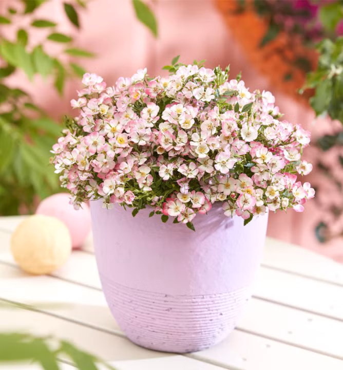 854dc743271fac72431897bf04e32949