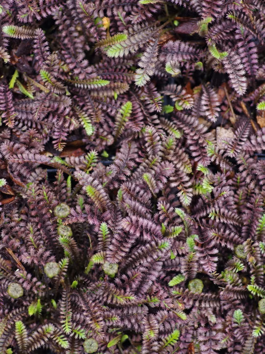 85852e489505b42b7bc56367765d9fdd