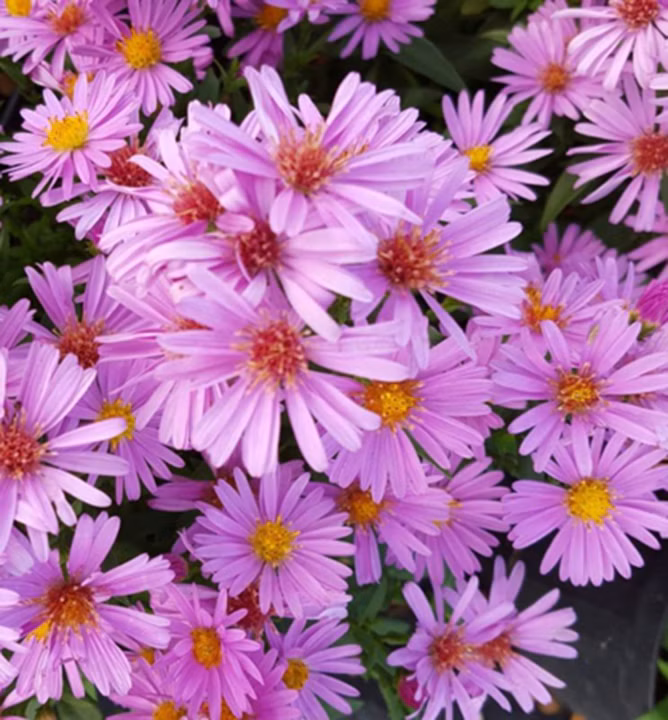 85a7d6c8730284f757d3bfa142a2c94d