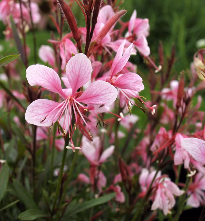 85b94198b428a98f0b651dc73b9e6082