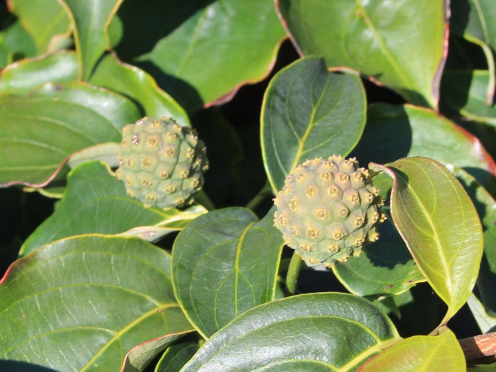 85cddbc639f1964b92b841cfd13f3dfe