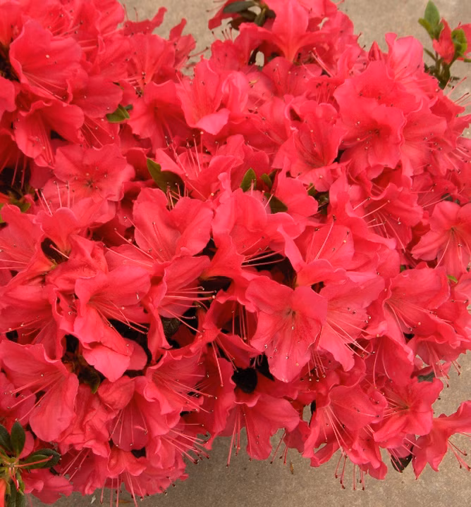 85da5bb4f42a86f0e3e5e16115594f52