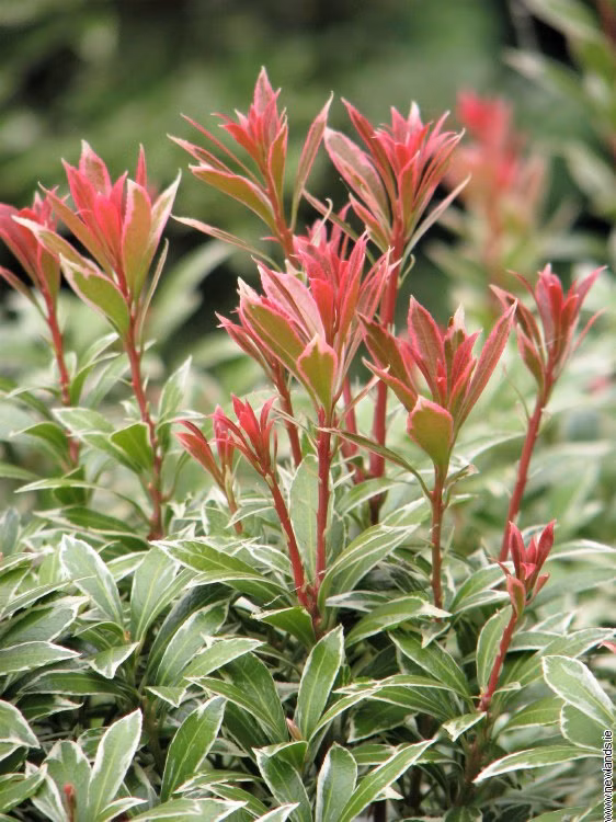 85dc6d1f208e595ded44a8ab575e3a0b