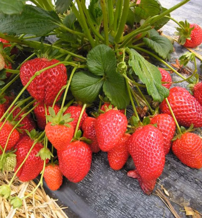 8635cccf75b0668e07593bc4996ba7e5