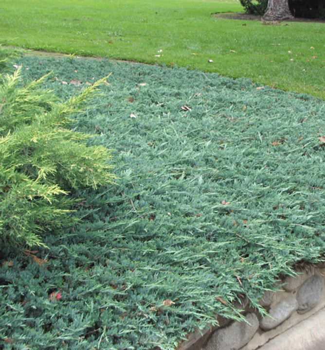 8650c5ae0c297f5f46f01ce24552cef1