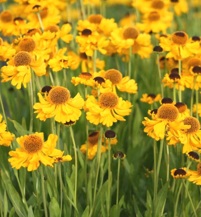 8665dfa1179c164887be40da22723690