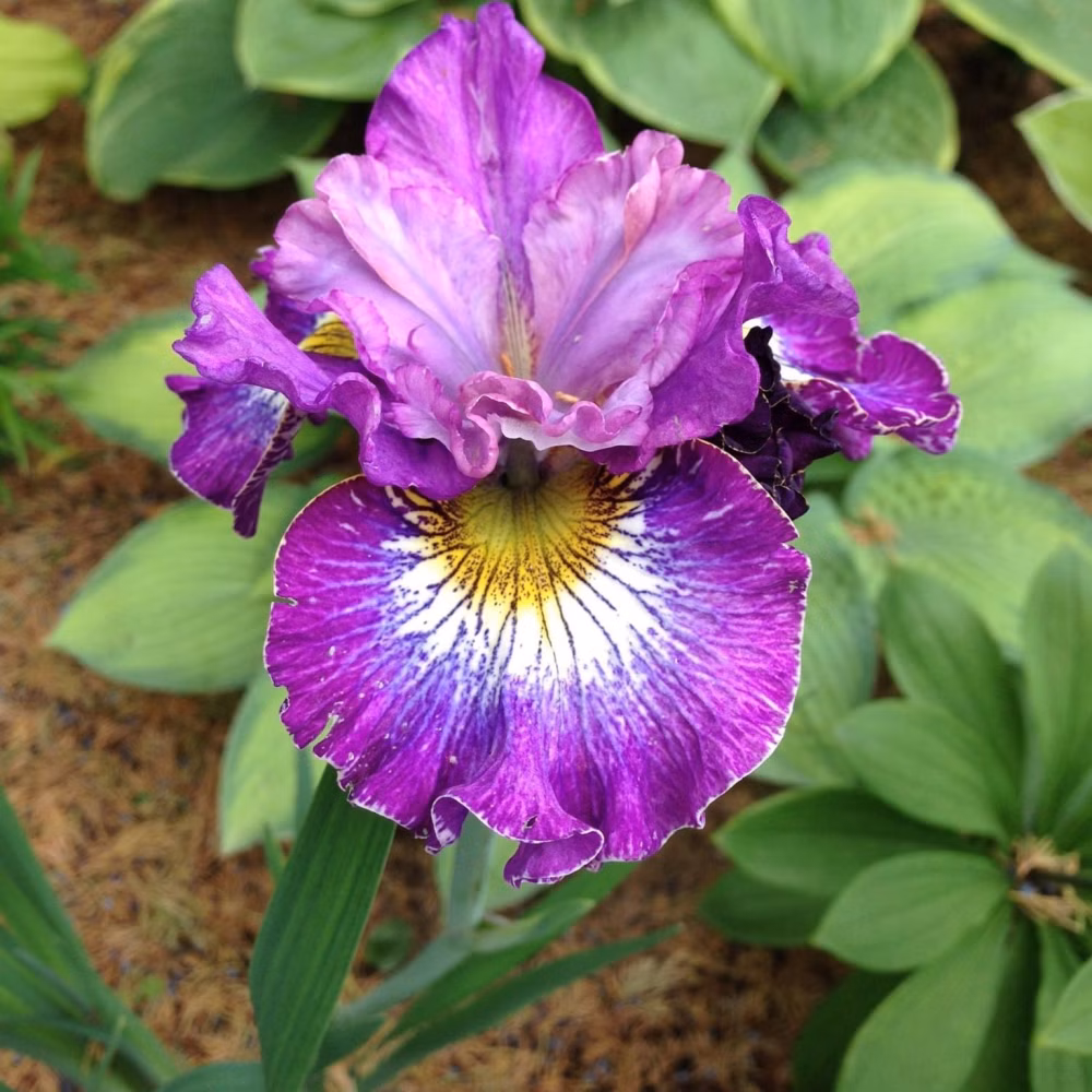 868c330522fa0d2a7cf3378f7342fc6e