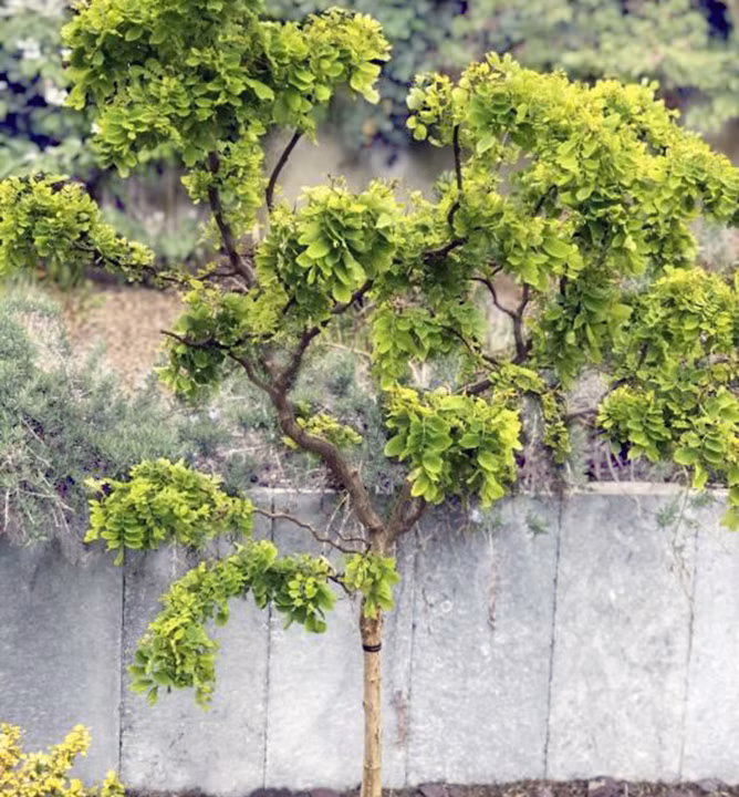 86cffcd53babcb11415d48bbf04ae663