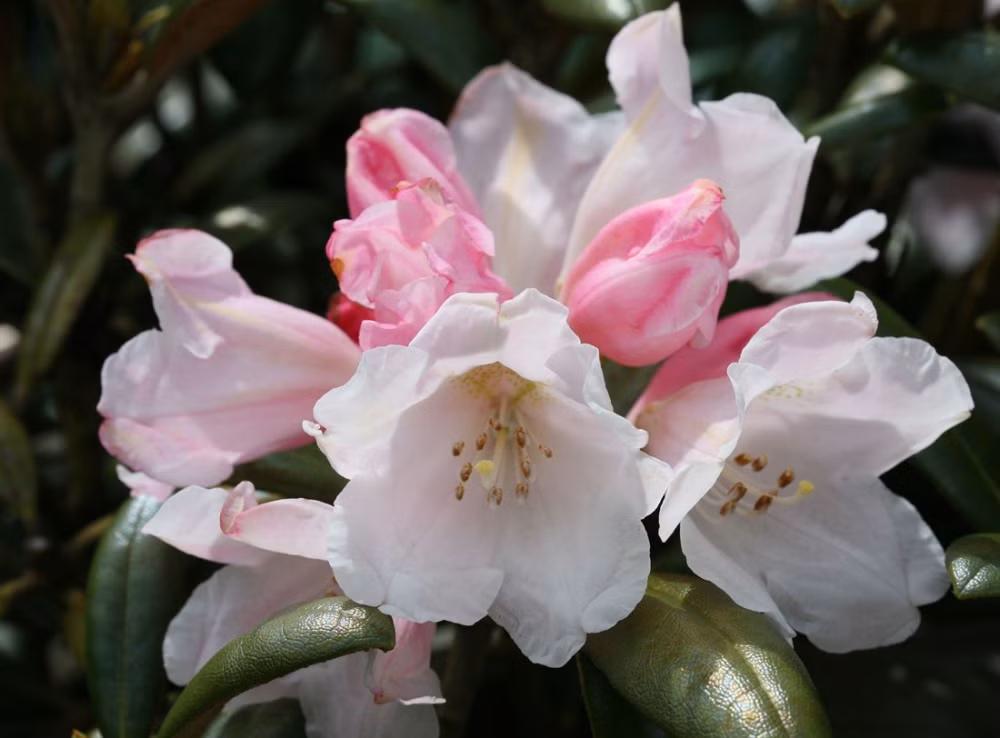 8712c35893995c284444161e36a6076e