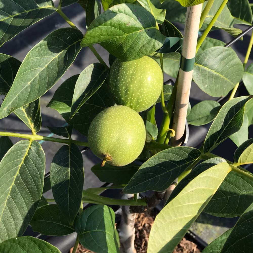 871e2440be04aa968911ef91507abfbc