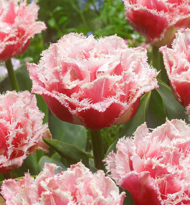 873e269806b80f5aa3925d81e614e4ff