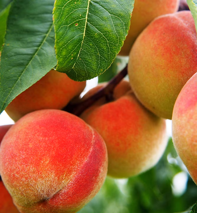 874e0f4cb84c996171002e07c6b03f5e