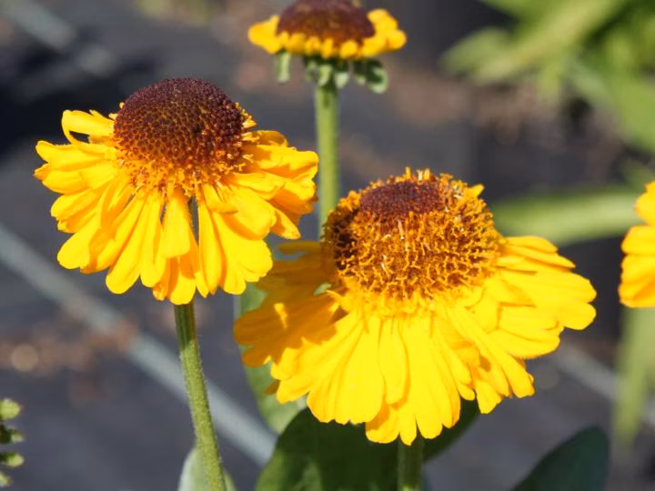 8783805d29fa620d962336d5ccc76fb7