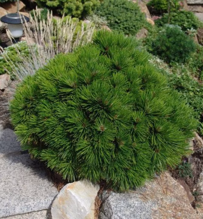 87864a997a2e5a97271471adba931143