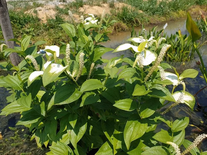 87b8f8d3e3ebd1281f2b1ec222717d86