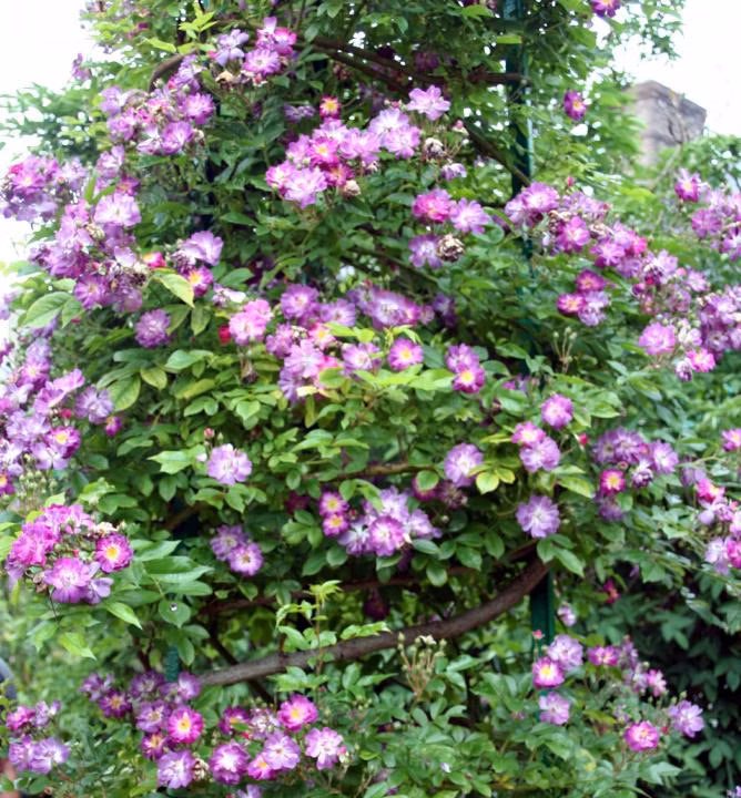 87dcf4460a0983d50f2654051d486917