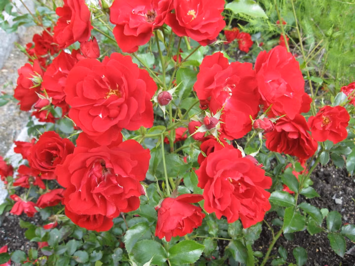 87e1053cd9cc1b58279dc51c62cd3e44