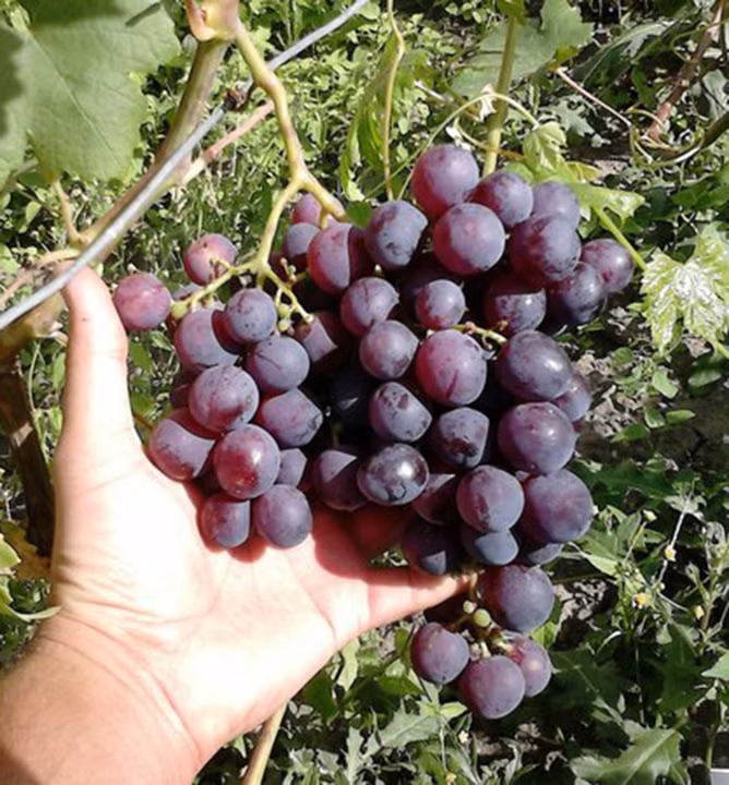 87e7346019c6eaf3b01ed9b9ac97d5ae